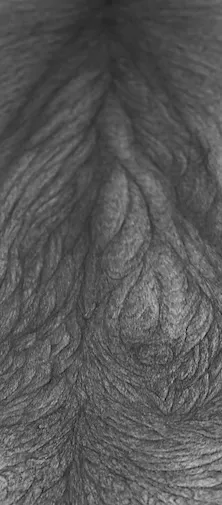 A pen illustration of flowing, layered lines